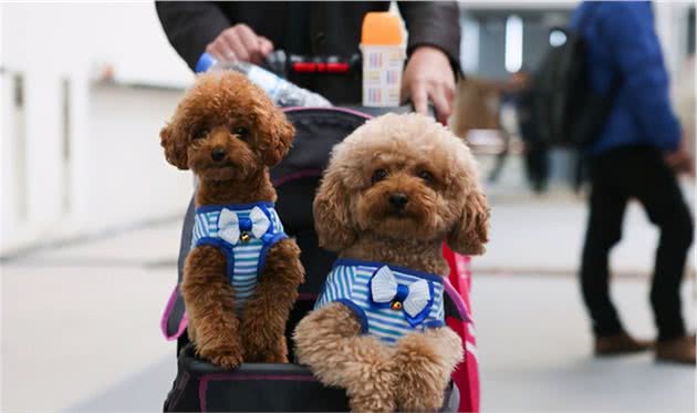 为何泰迪来中国后迅速成为国民宠物犬？养狗人说出了实情