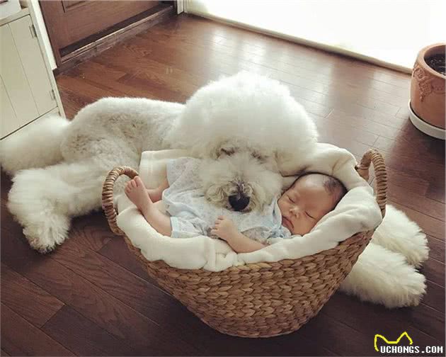 为何泰迪来中国后迅速成为国民宠物犬？养狗人说出了实情