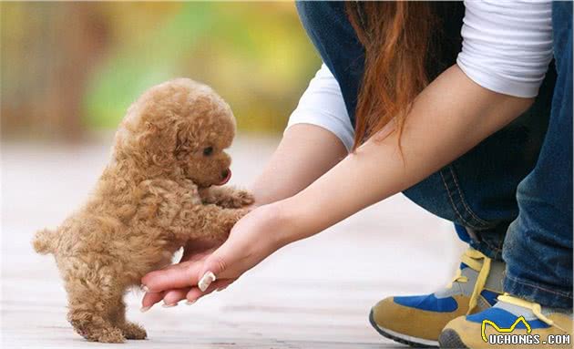 为何泰迪来中国后迅速成为国民宠物犬？养狗人说出了实情