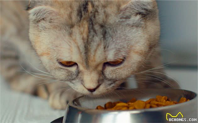 折耳猫补钙问题饱受争议，面对不懂饲养，铲屎官如何喂食才对？