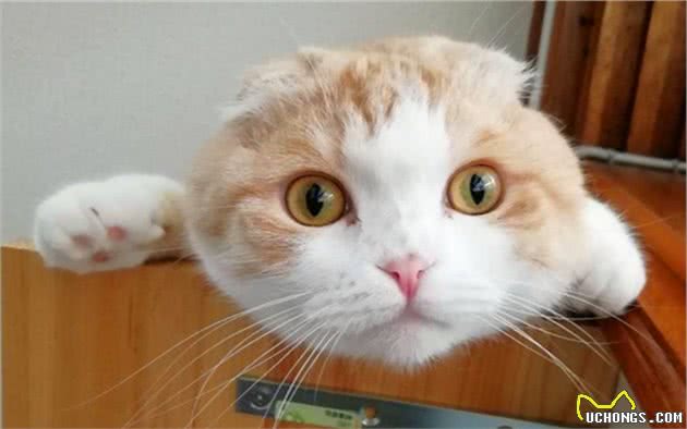 折耳猫补钙问题饱受争议，面对不懂饲养，铲屎官如何喂食才对？