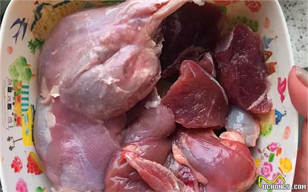 折耳猫补钙问题饱受争议，面对不懂饲养，铲屎官如何喂食才对？
