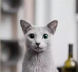 俄罗斯蓝猫到底有多酷