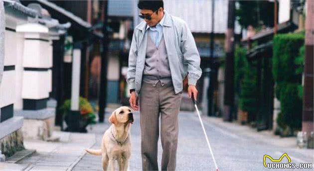 那些在背后默默无闻的工作犬，失去了本该拥有的宠爱……