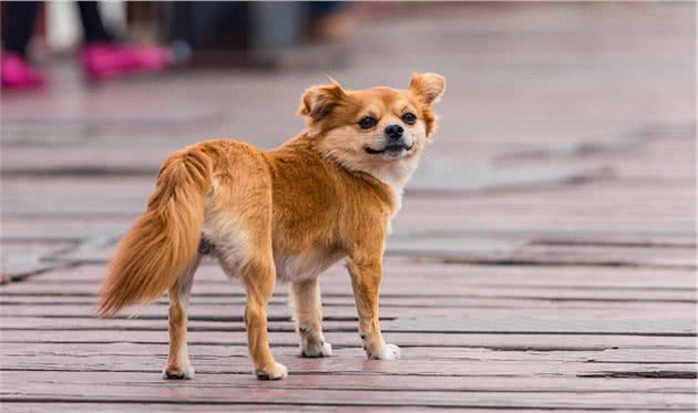 带狗狗外出，它总是回头看主人，是什么意思？