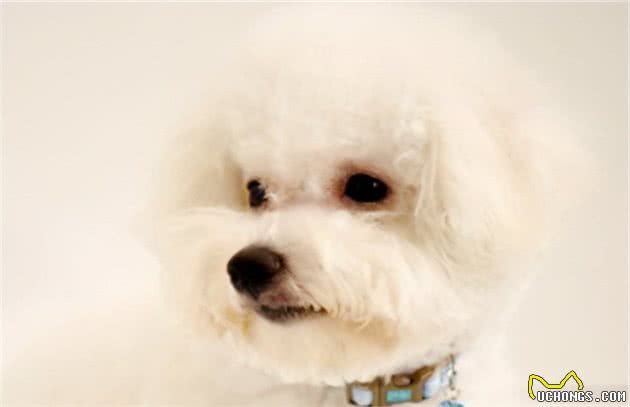 这个你得改！养比熊犬常见的几大坏习惯