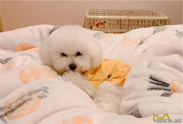 这个你得改！养比熊犬常见的几大坏习惯