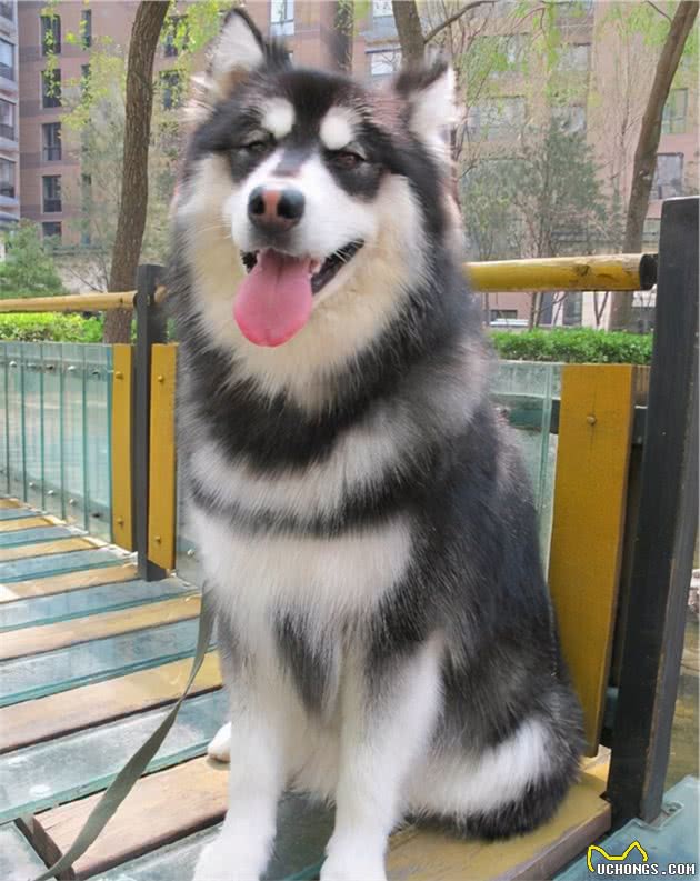 对于这几种狗来讲，忠心是不存在的，有吃就是它的父母