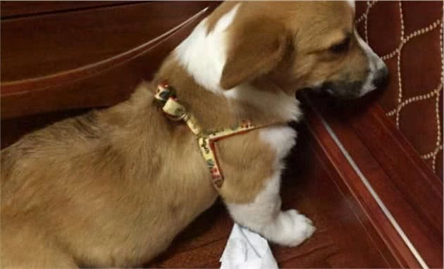 狗狗犯错被训，宁可挨打也不逃，是傻吗？