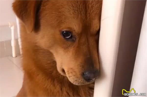 狗狗犯错被训，宁可挨打也不逃，是傻吗？