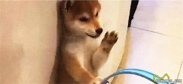 狗狗犯错被训，宁可挨打也不逃，是傻吗？