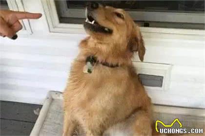 狗狗犯错被训，宁可挨打也不逃，是傻吗？