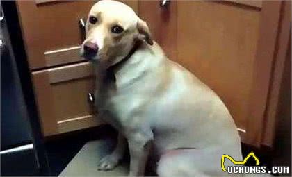 狗狗犯错被训，宁可挨打也不逃，是傻吗？