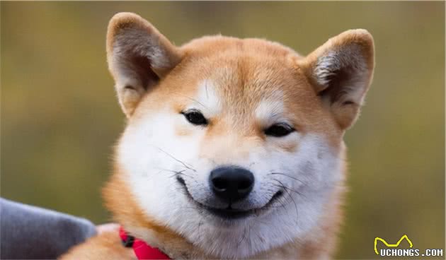 狗狗犯错被训，宁可挨打也不逃，是傻吗？