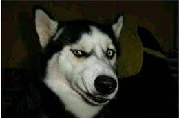 狗狗也会看人做事，对待主人和陌生人，行为有很大区别