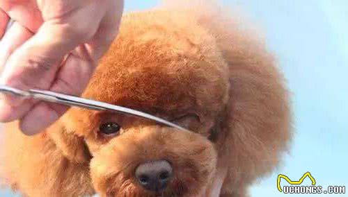 “泰迪犬”泪痕不难消除，怎么补救？6个小妙招拿走不谢
