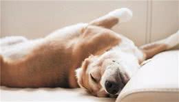 狗狗有这些睡姿，才是认主的特征，你家狗有吗？