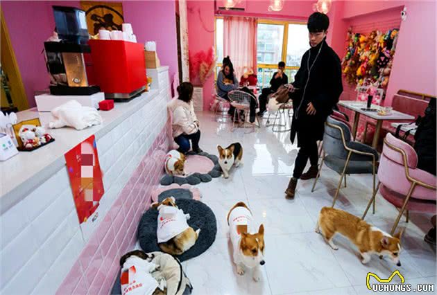柯基每日在咖啡店上班，为吃肉而辛勤工作，最终成优秀服务犬！