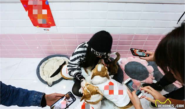 柯基每日在咖啡店上班，为吃肉而辛勤工作，最终成优秀服务犬！