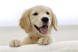 如何跟犬建立稳固的亲和关系
