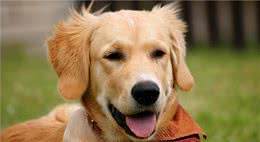 这些狗狗的小秘密，都是养狗之后才知道的