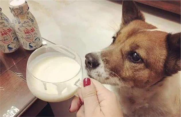 除了狗粮，你知道你家狗狗还可以吃什么食物吗？