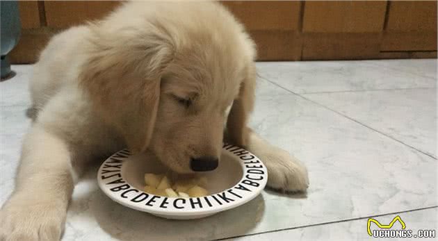 除了狗粮，你知道你家狗狗还可以吃什么食物吗？