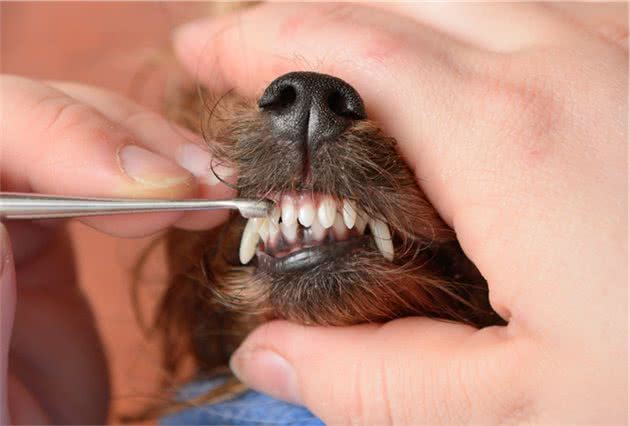 狗狗一生牙齿生长和换牙时间