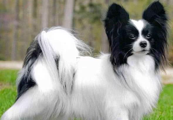 蝴蝶犬不擅表达，但有这6个行为，是在偷偷爱着你