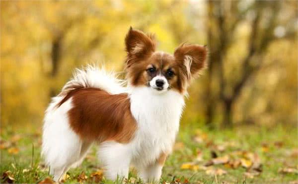 蝴蝶犬不擅表达，但有这6个行为，是在偷偷爱着你