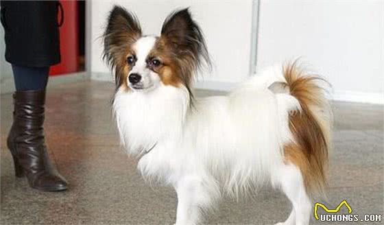 蝴蝶犬不擅表达，但有这6个行为，是在偷偷爱着你