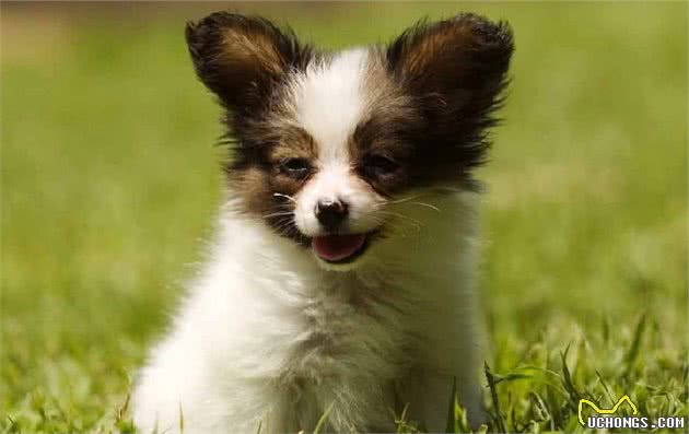 蝴蝶犬不擅表达，但有这6个行为，是在偷偷爱着你