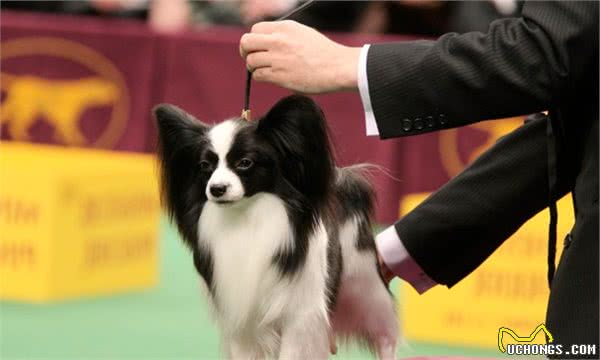 蝴蝶犬不擅表达，但有这6个行为，是在偷偷爱着你