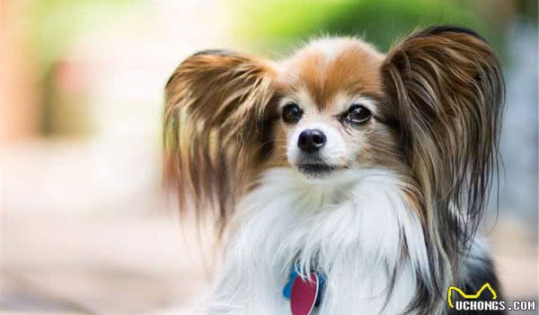 蝴蝶犬不擅表达，但有这6个行为，是在偷偷爱着你