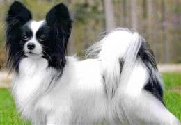 蝴蝶犬不擅表达，但有这6个行为，是在偷偷爱着你