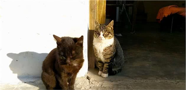 散养和圈养猫咪哪一种更好呢？没那么绝对，都有各自的优缺点