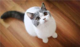 散养和圈养猫咪哪一种更好呢？没那么绝对，都有各自的优缺点