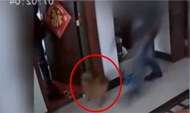 来了都是客？狗狗不叫不闹跟小偷愉快玩耍还依依不舍主人哭笑不得