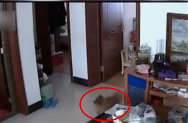 来了都是客？狗狗不叫不闹跟小偷愉快玩耍还依依不舍主人哭笑不得