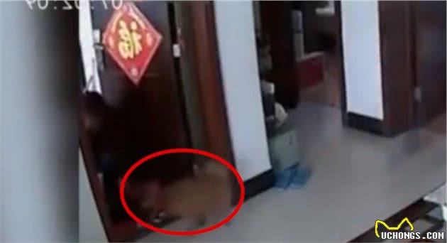 来了都是客？狗狗不叫不闹跟小偷愉快玩耍还依依不舍主人哭笑不得