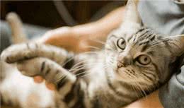 猫咪这7种举动，说明它把你当“亲人”了，没有的该反思了