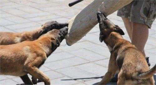 为什么大家都不太敢养“马犬”？这5点，相信你也接受不了
