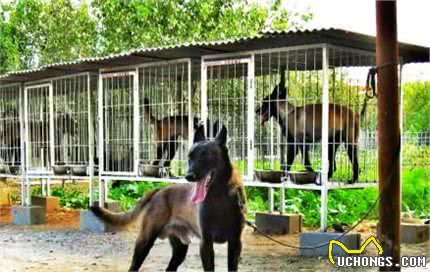 为什么大家都不太敢养“马犬”？这5点，相信你也接受不了