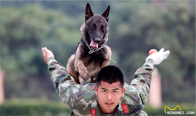 为什么大家都不太敢养“马犬”？这5点，相信你也接受不了