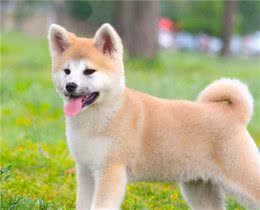 这才是秋田犬少价格高的原因，不是谁都养得起