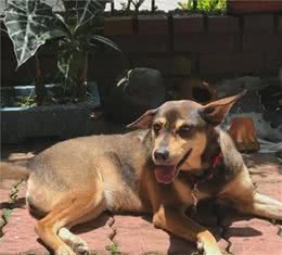 狗子被鞭炮吓跑，找到后发现它在山里躲清静…