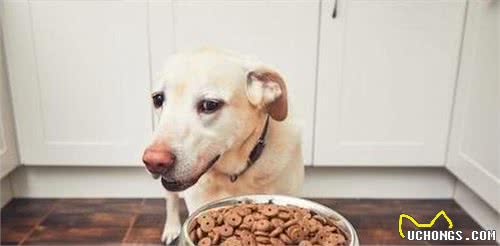 狗狗挑食不爱吃饭，教你几招方法让狗狗乖乖吃饭