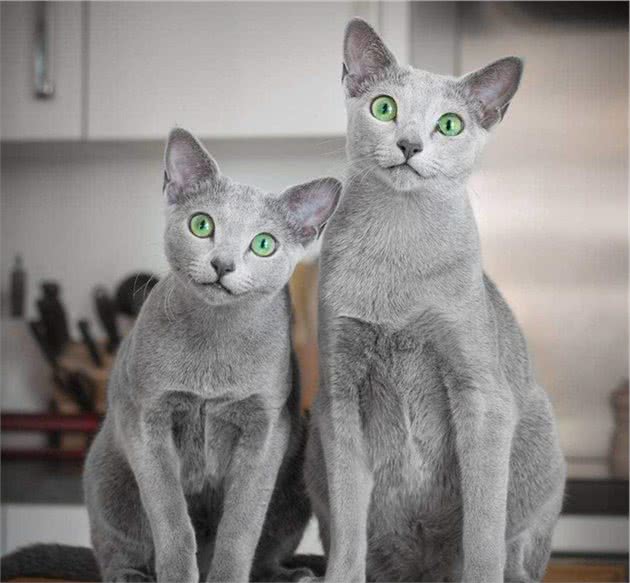 世界上最可爱的十种猫
