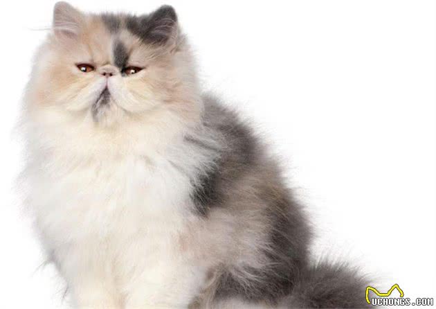 世界上最可爱的十种猫