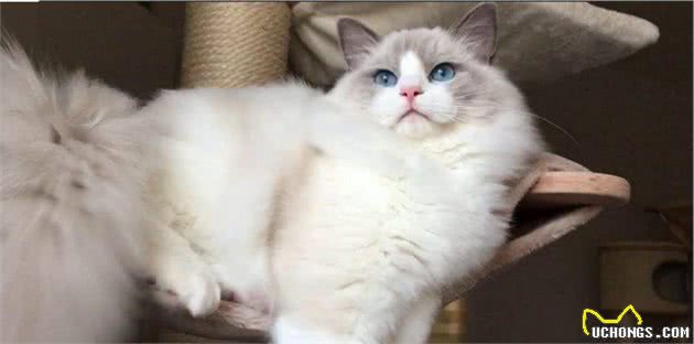 世界上最可爱的十种猫